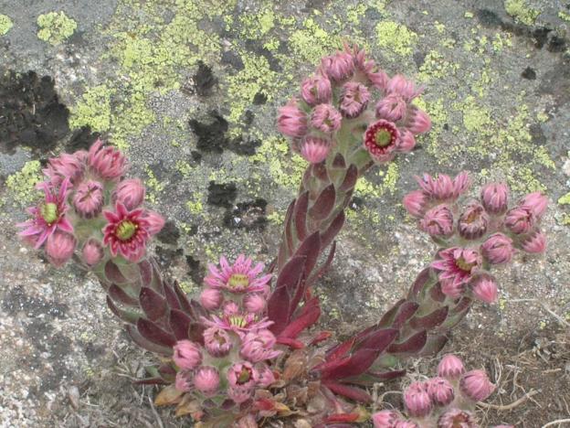 Flore des Pyrénées