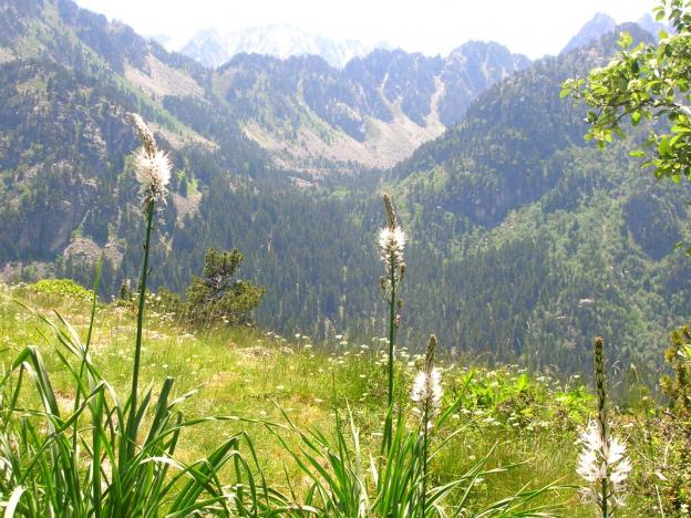 Flore des Pyrénées