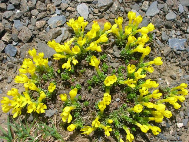 plante montagnarde hautes pyrénées