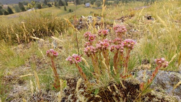 plante grasse Joubarbe étoilée pyrénées