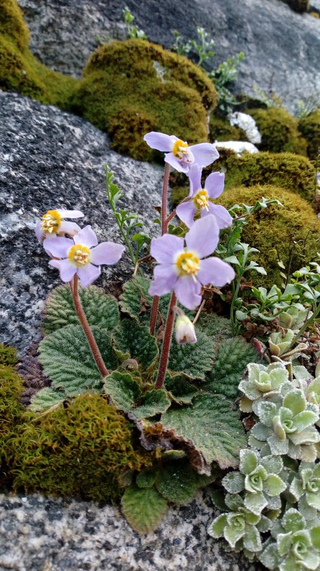 fleur emblématique des Pyrénées, la Ramondia 