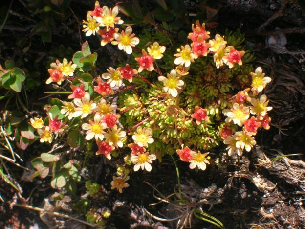 saxiphrage, plante rupicole pyrénées