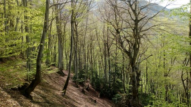 Renaissance de la forêt en dessous des granges d'Abié et du Bergons pyrénées