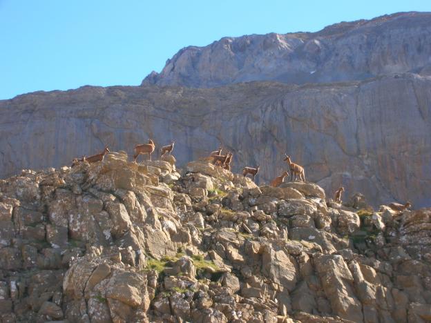 harde d'isards sur le chemin du Mont Perdu 3355 mètres pyrénées