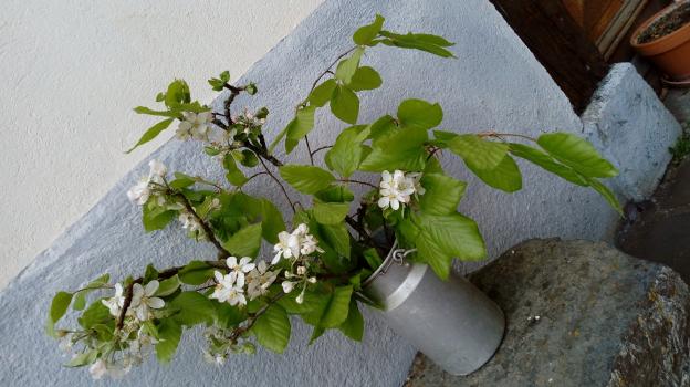 premier bouquet du printemps