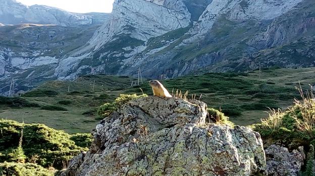 l'observatrice...madame marmotte