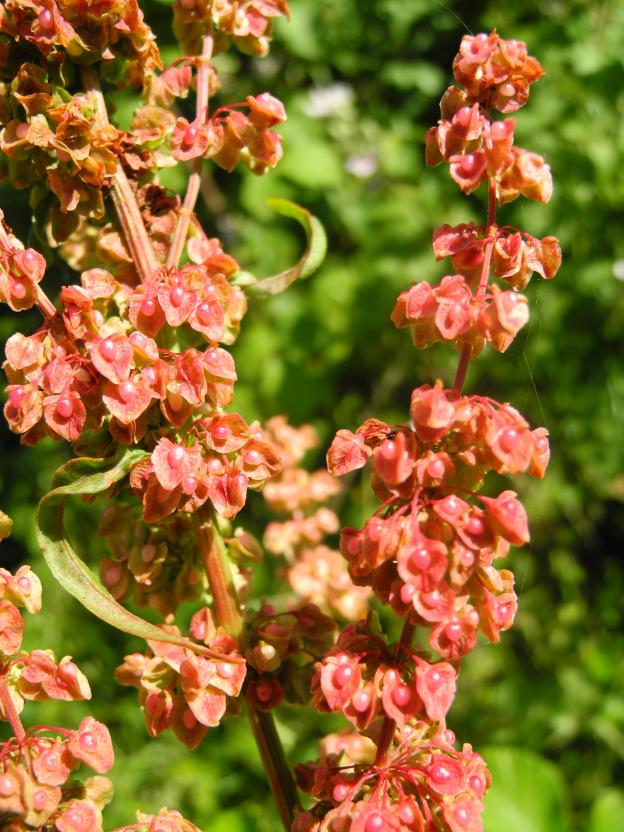 oseille fleurie pyrénées