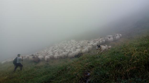 Brebis Basques passant leur été au Bergons pyrénées